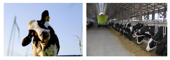 花花牛丨每天一杯奶，幸福健康喝出來?。?！