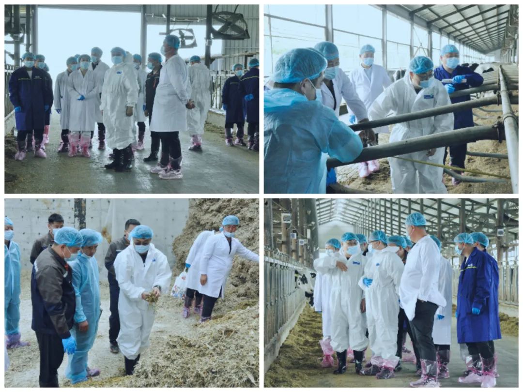 花花牛丨國(guó)家奶牛產(chǎn)業(yè)技術(shù)體系首席科學(xué)家、中國(guó)農(nóng)業(yè)大學(xué)教授李勝利一行蒞臨花花牛魯山瑞亞參觀(guān)調(diào)研