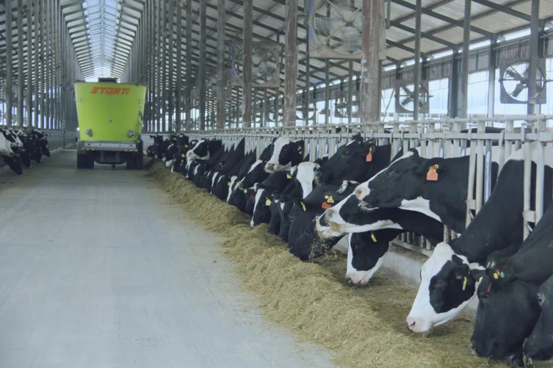 花花牛丨國(guó)家奶牛產(chǎn)業(yè)技術(shù)體系首席科學(xué)家、中國(guó)農(nóng)業(yè)大學(xué)教授李勝利一行蒞臨花花牛魯山瑞亞參觀(guān)調(diào)研