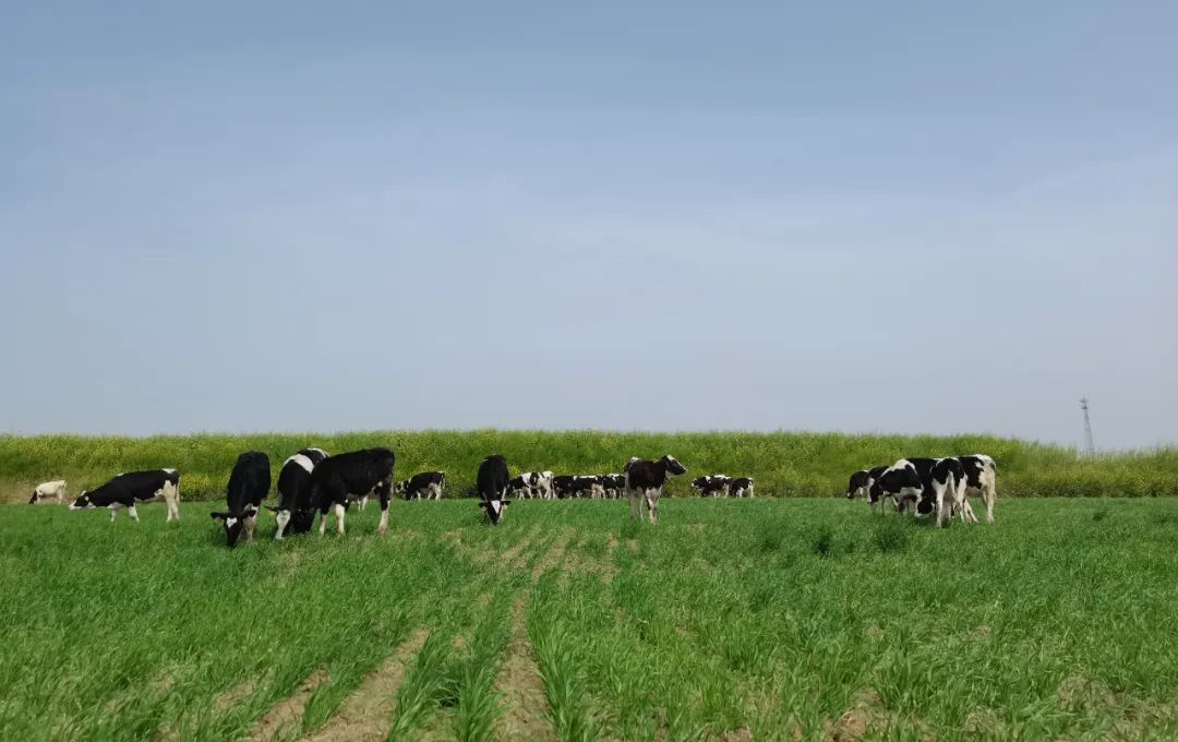 繼往開來 · 再創(chuàng)輝煌 | 花花牛乳業(yè)集團召開9月營銷、養(yǎng)殖及飼料月度經(jīng)營工作會議