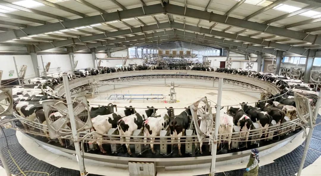 凝心聚力·贏創(chuàng)未來 | 花花牛乳業(yè)集團(tuán)召開營銷、養(yǎng)殖及飼料經(jīng)營工作會議