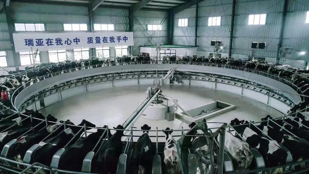 快訊 | 駐馬店市委副書記、市長李躍勇一行蒞臨花花牛乳業(yè)集團(tuán)平輿瑞亞牧場調(diào)研