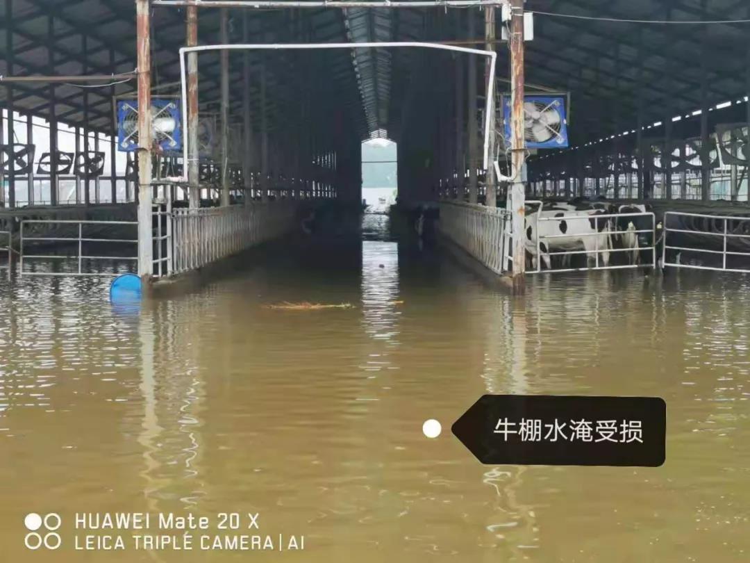 【乳報(bào)·聚焦】“豫”難而上的中原牛人“太中了”！