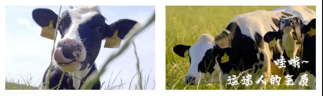 榮譽 | 2019年度河南省美麗牧場名單新鮮出爐 花花牛乳業(yè)集團旗下六個牧場榜上有名