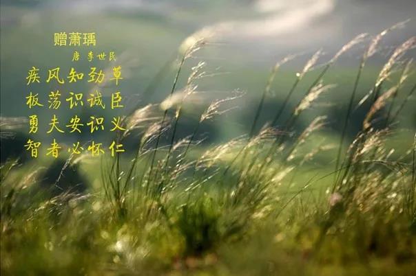 花花牛 | 疾風(fēng)來臨，你是不是勁草？